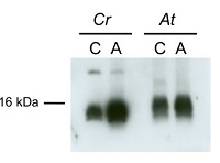 ATG8 | Autophagy-related protein in the group Antibodies Plant/Algal / Protein Modifications / Autophagy-related and Ubiquitin-like Proteins at Agrisera AB (Antibodies for research) (AS14 2769)